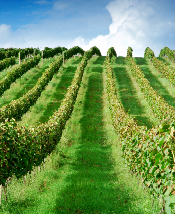Ročník 2019 bude ročníkom Rizlingov,  hodnotí vinárstvo Chateau Modra 